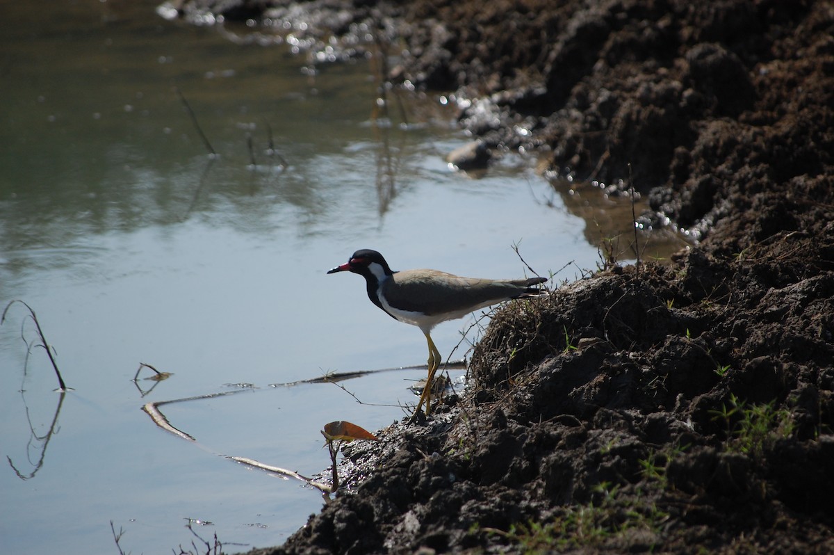 Red-wattled Lapwing - ML646966387