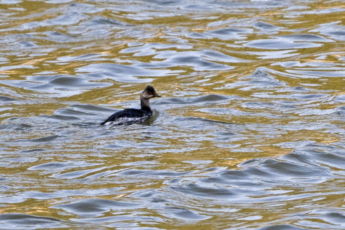 Eared Grebe - ML646966389
