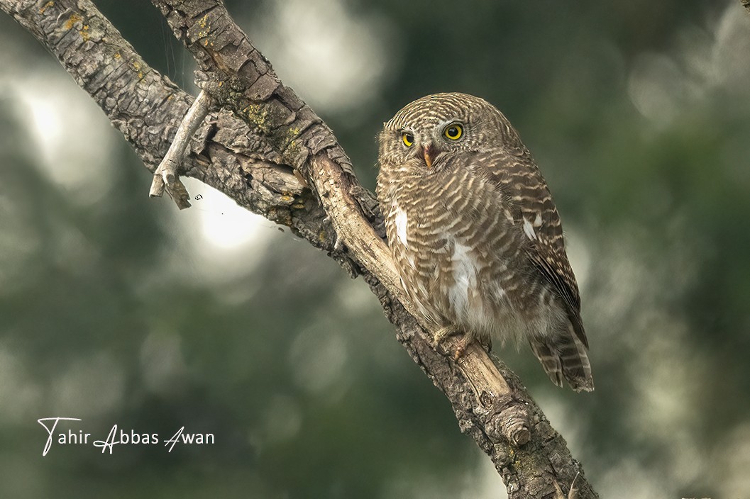 Chevêchette cuculoïde - ML646966391