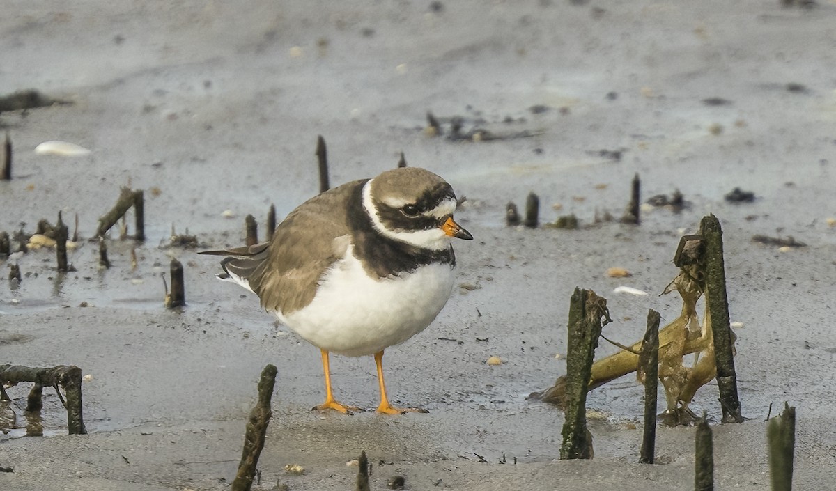 Txirritxo handia - ML646966392