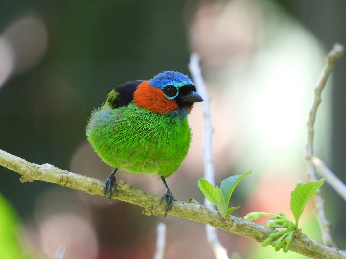 Red-necked Tanager - ML646966393