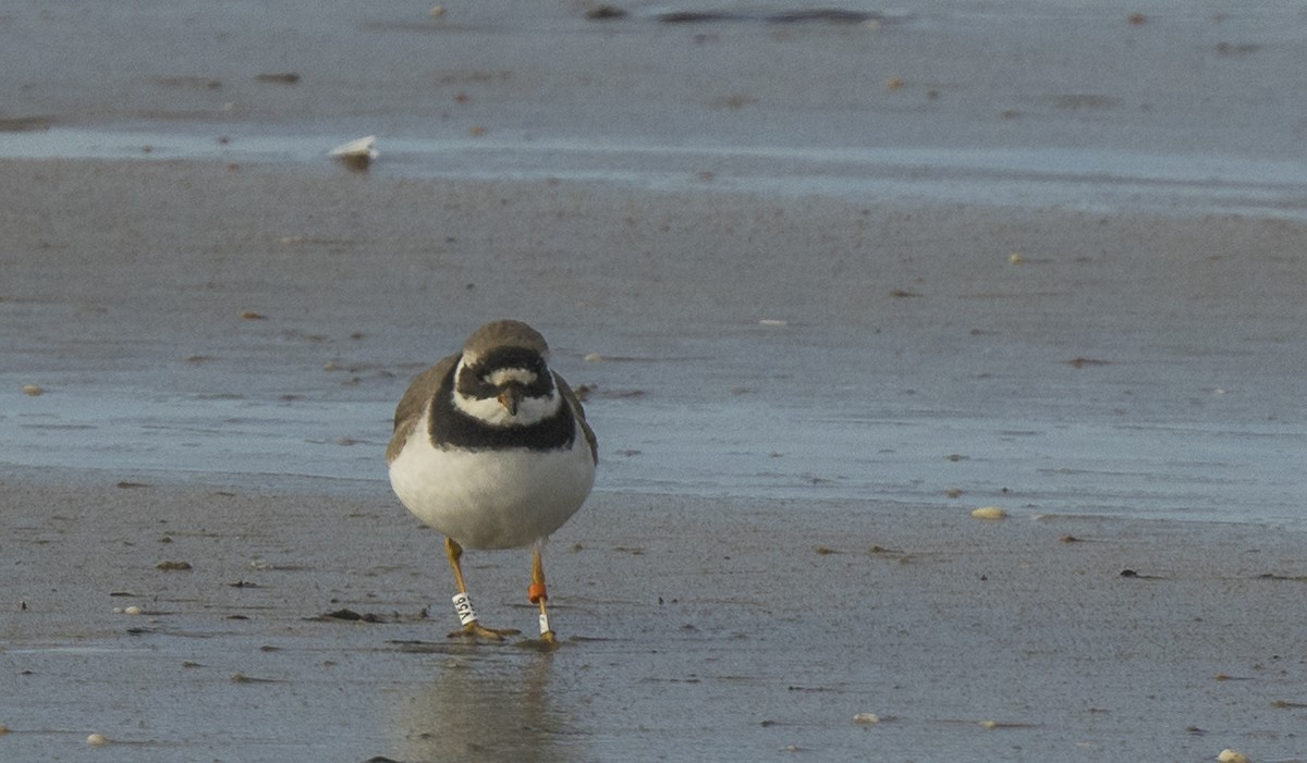 Txirritxo handia - ML646966396