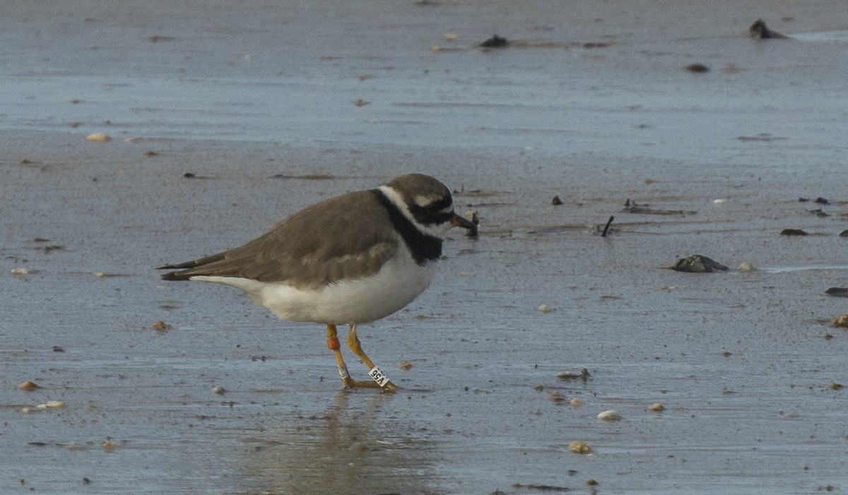 Txirritxo handia - ML646966398