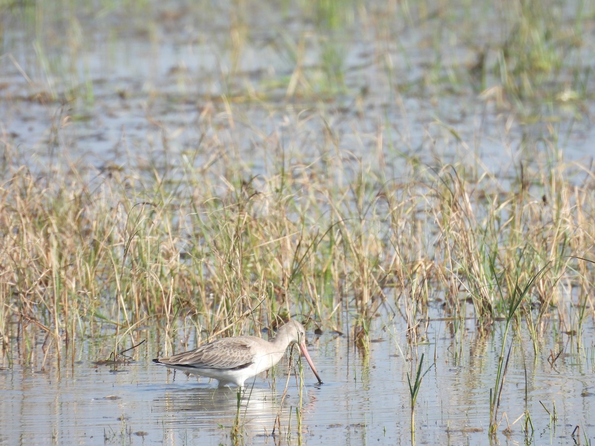 Black-tailed Godwit - ML646966404