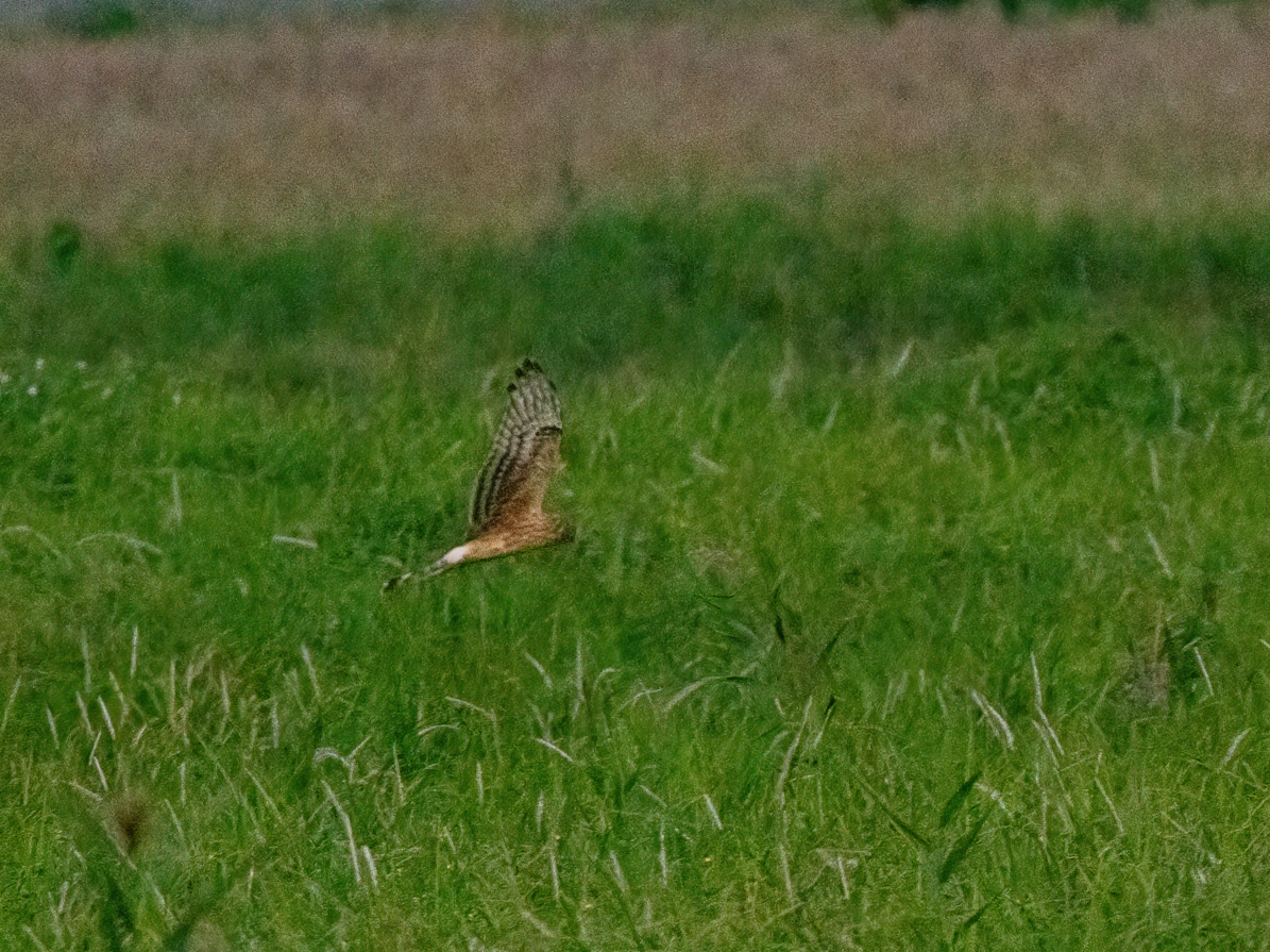 moták pilich - ML646966405