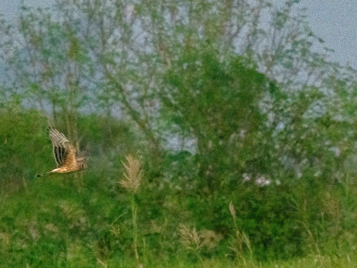 moták pilich - ML646966406