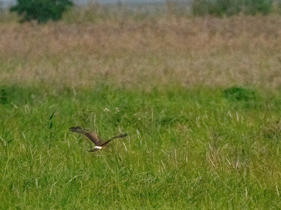 moták pilich - ML646966407