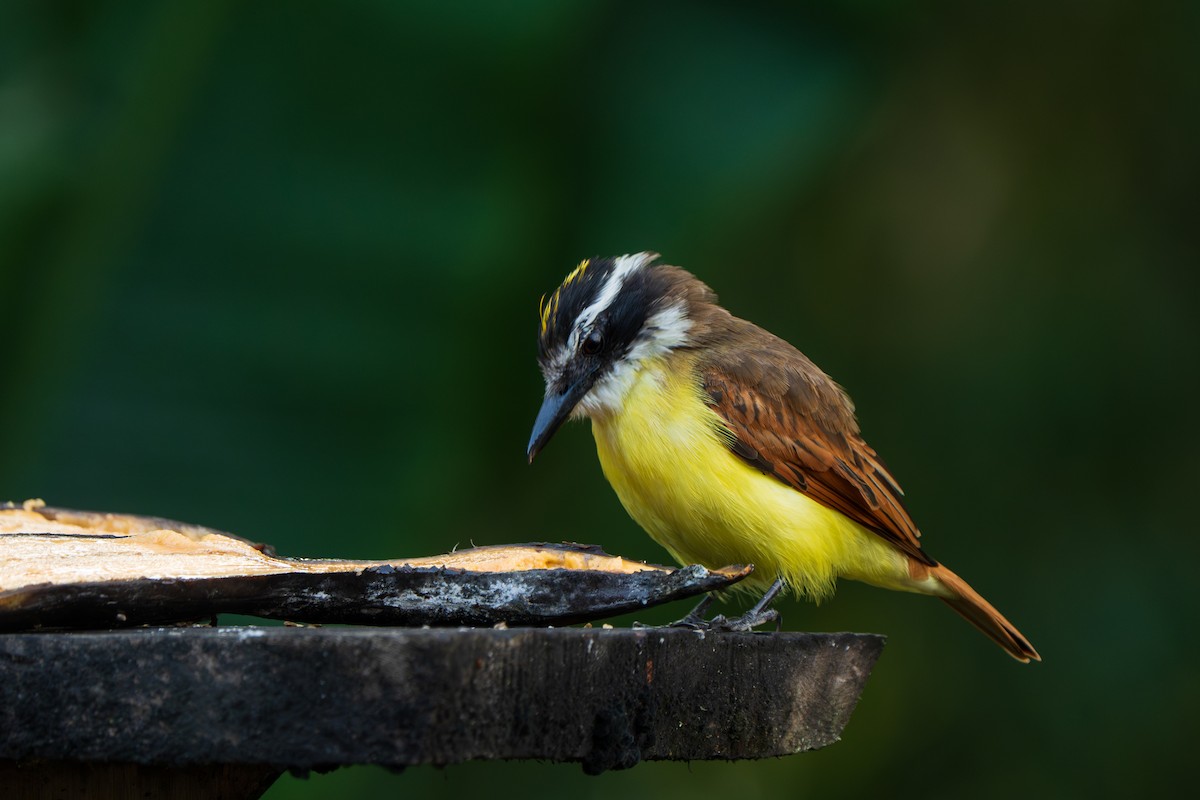 Great Kiskadee - ML646966412