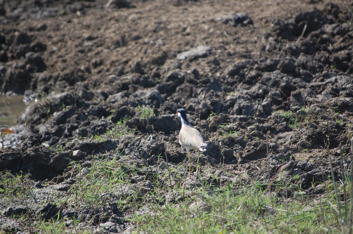 Red-wattled Lapwing - ML646966414