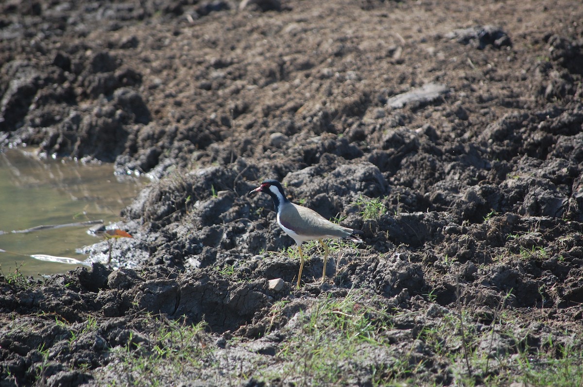 Red-wattled Lapwing - ML646966415