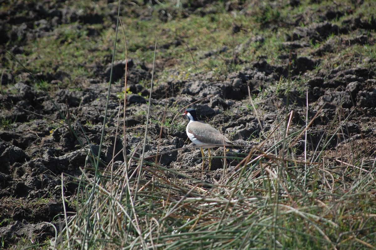 Red-wattled Lapwing - ML646966416