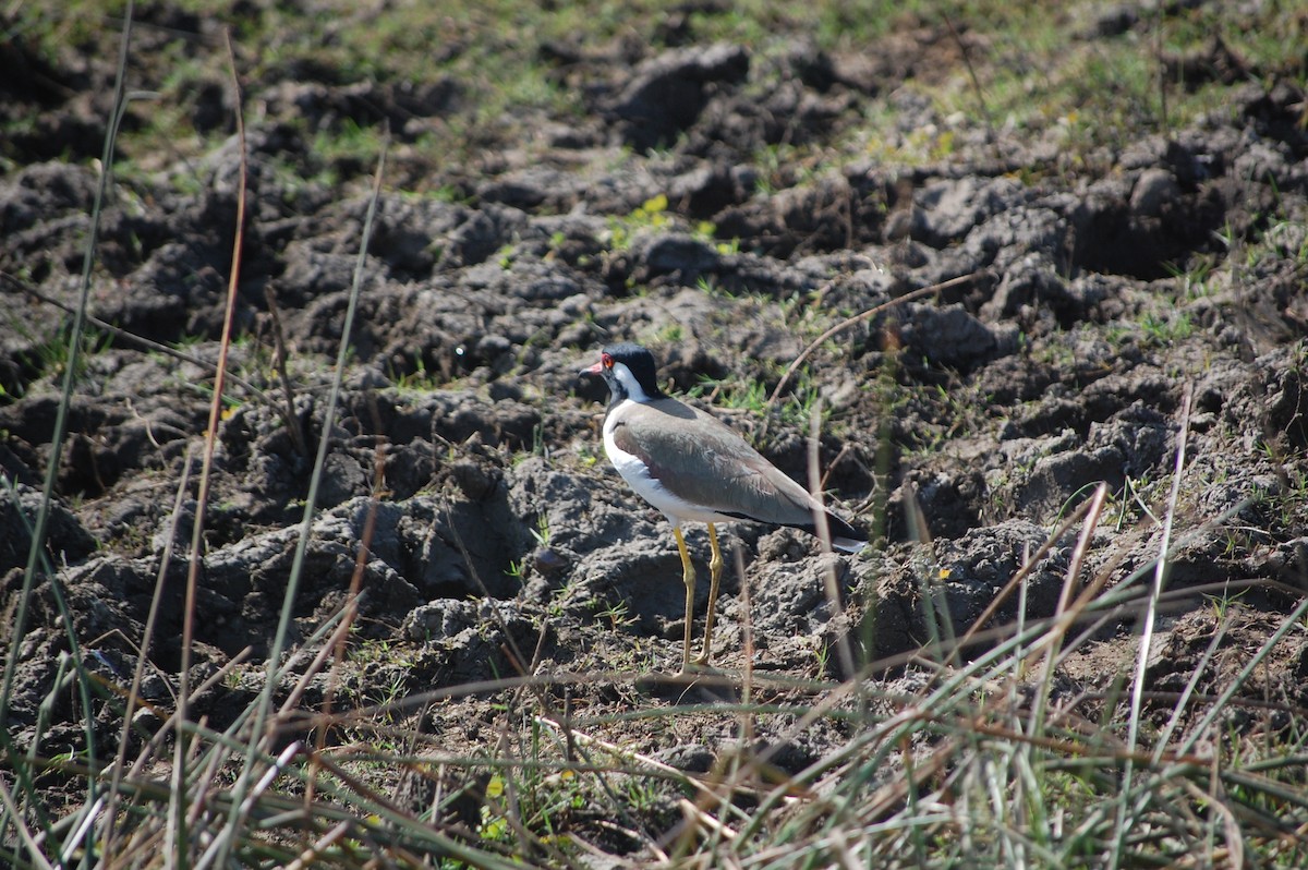Red-wattled Lapwing - ML646966417