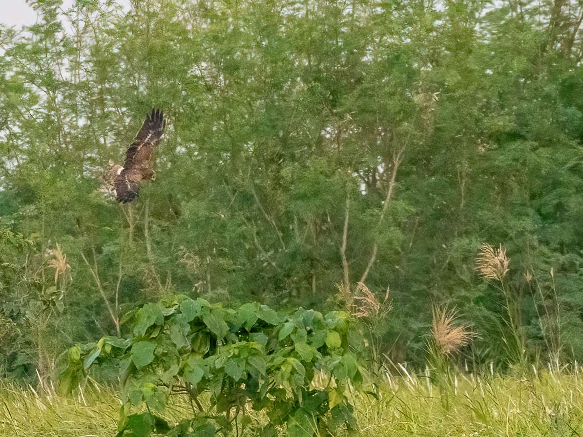 moták východní - ML646966420