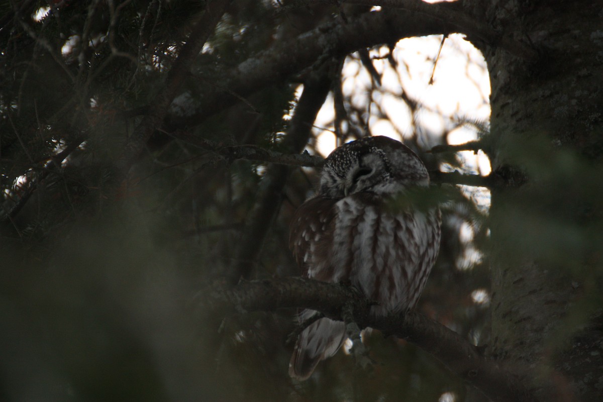 Boreal Owl - ML646966423