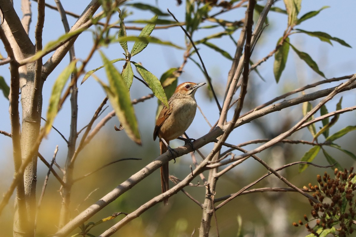 Cape Grassbird - ML646966424