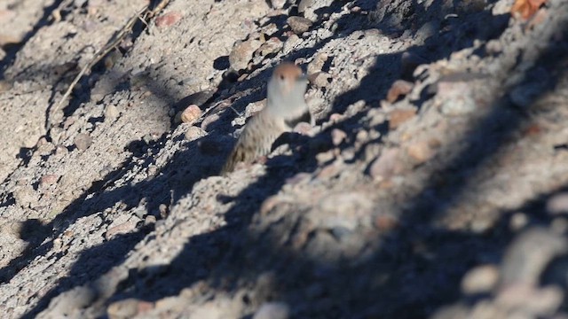 Декол каліфорнійський - ML646966427