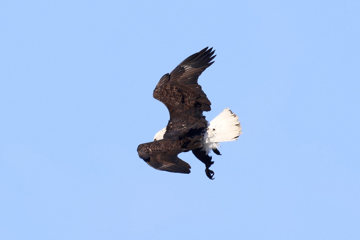 Bald Eagle - ML646966429