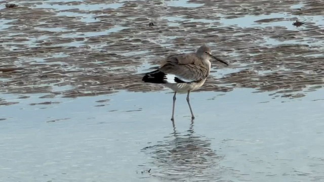 Коловодник американський (підвид inornata) - ML646966430
