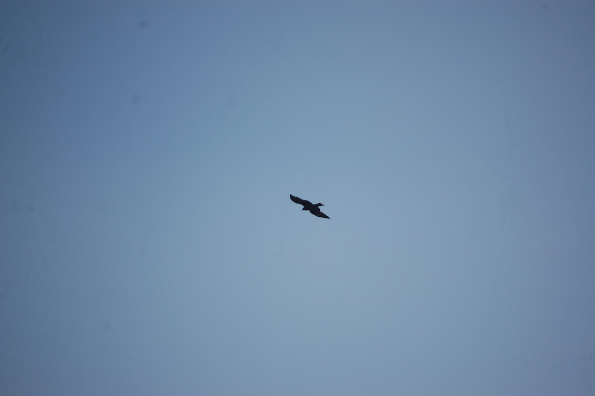 Black Kite - ML646966432