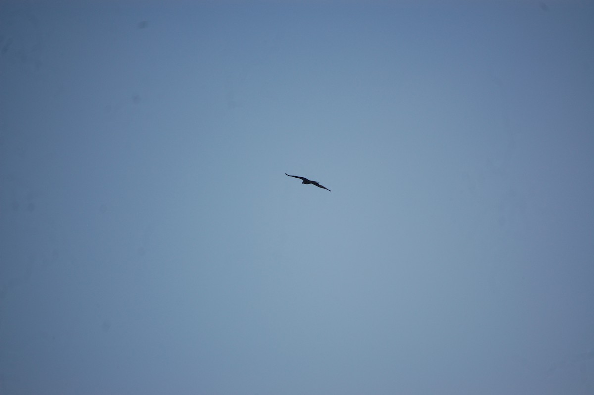 Black Kite - ML646966433