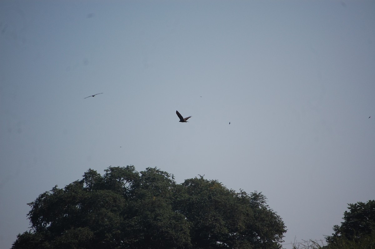 Black Kite - ML646966434