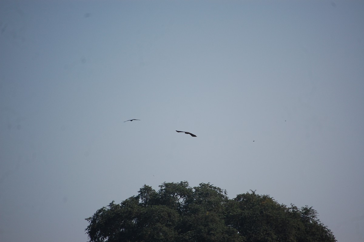 Black Kite - ML646966435