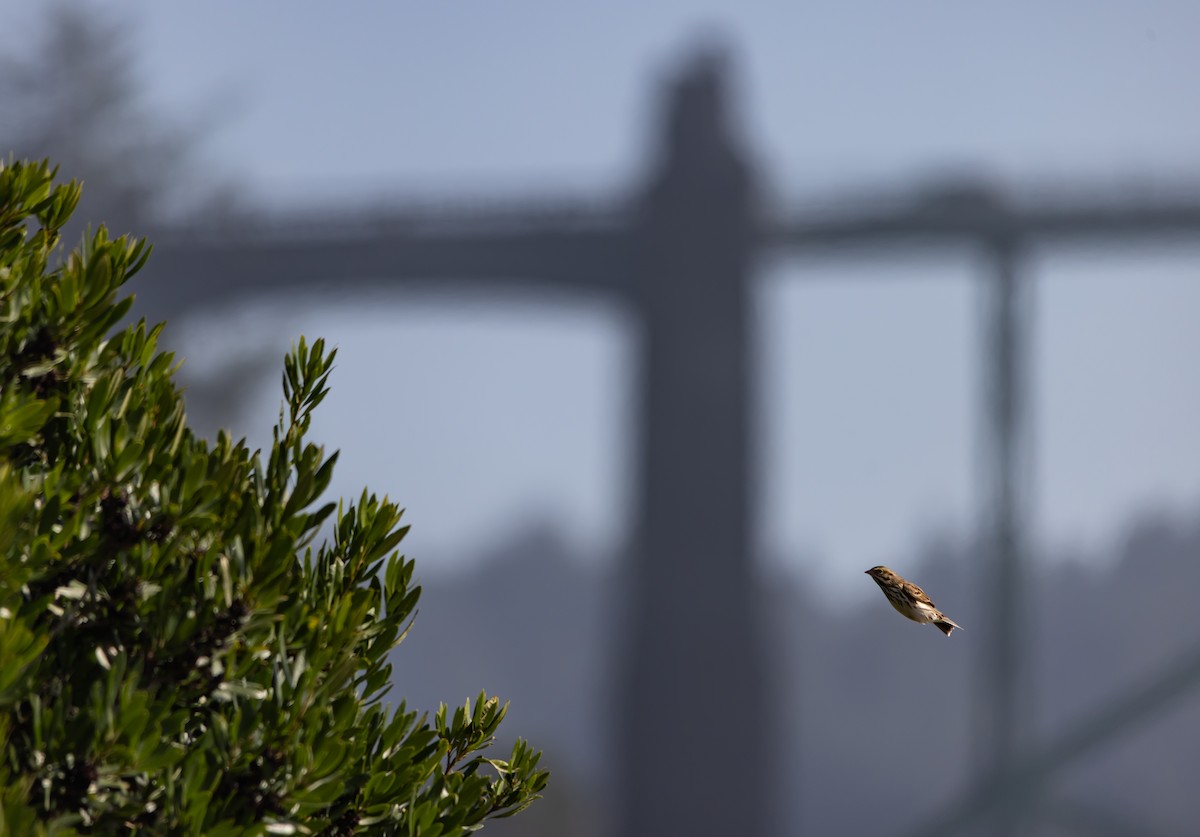 גיבתונית ערבות - ML646966436