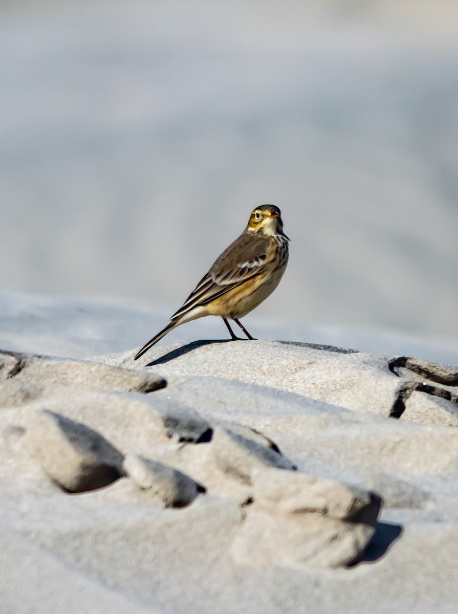 פפיון אמריקני - ML646966441