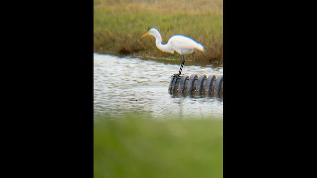 Чепура велика (підвид egretta) - ML646966444