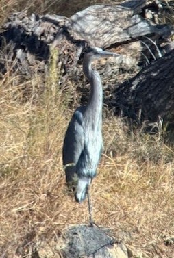 Great Blue Heron - ML646966445
