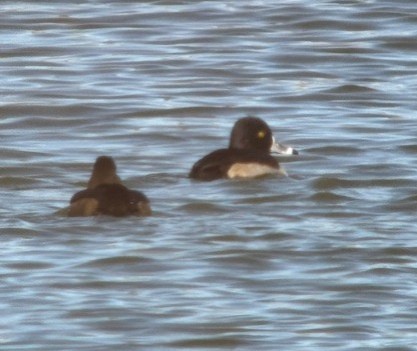 Ring-necked Duck - ML646966447