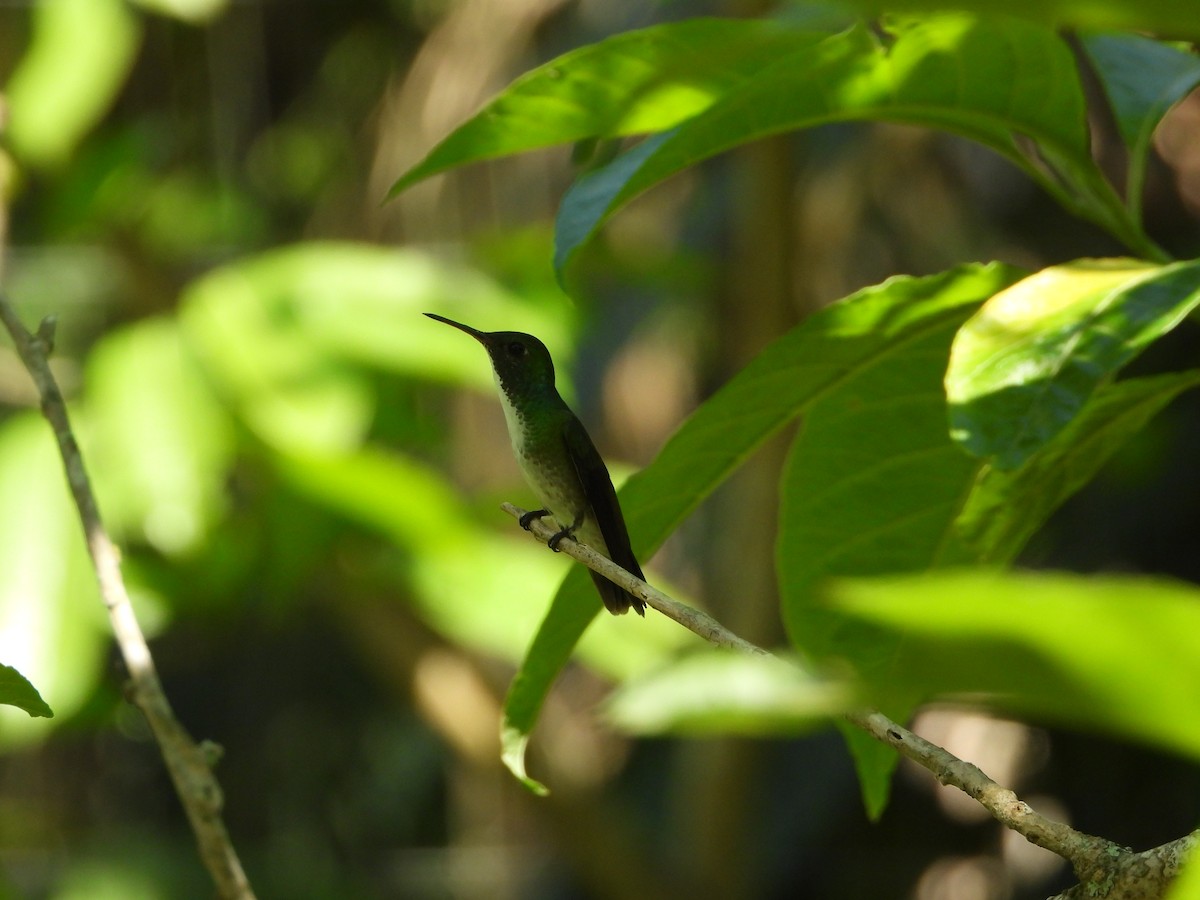 Glittering-throated Emerald - ML646966448