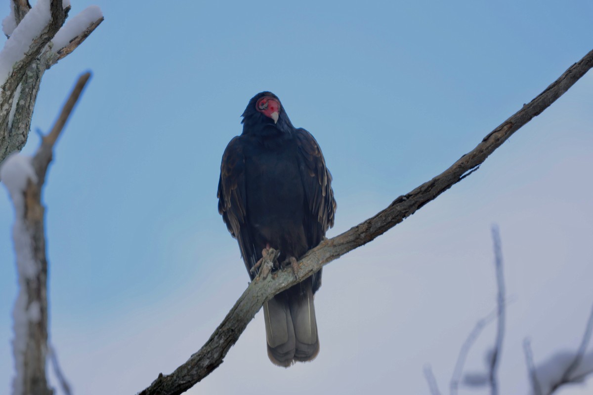 Turkey Vulture - ML646966458