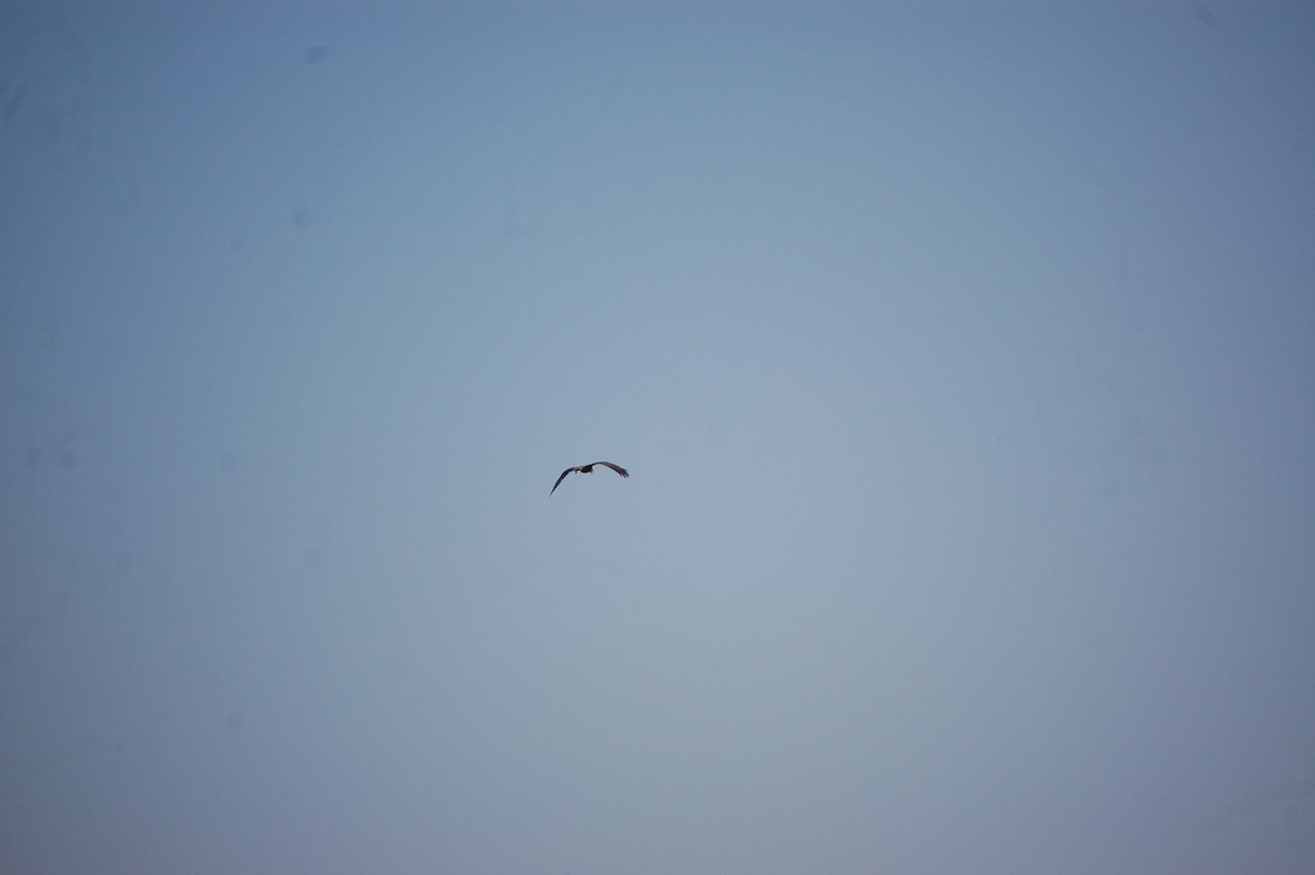 Western Marsh Harrier - ML646966460