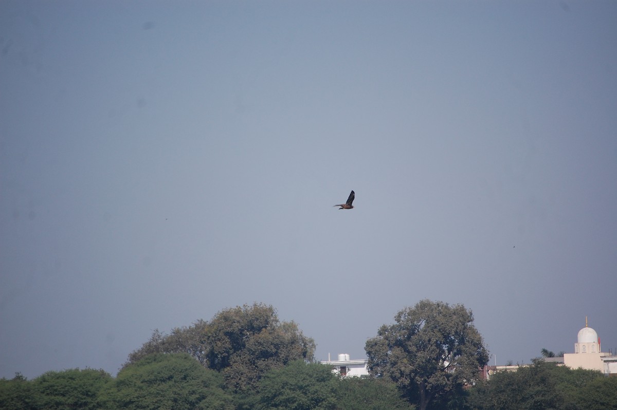Western Marsh Harrier - ML646966461