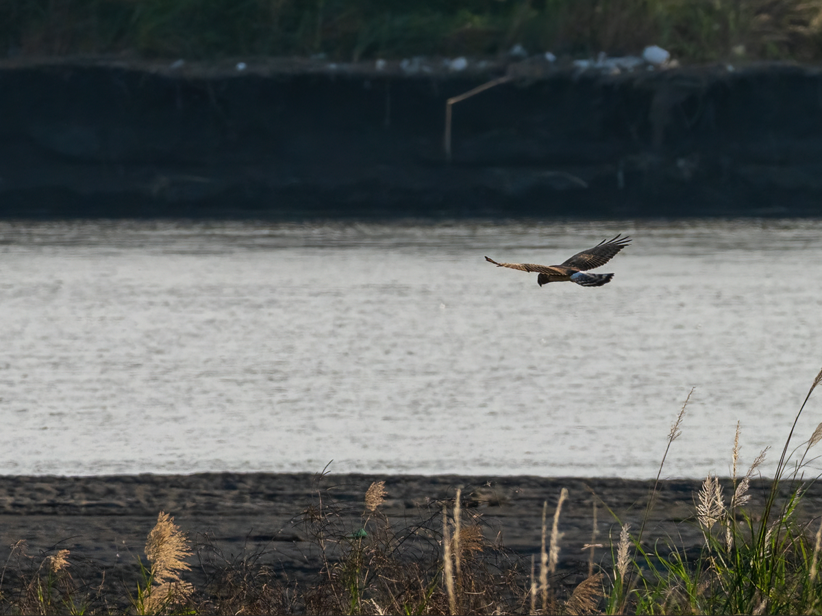 moták pilich - ML646966462