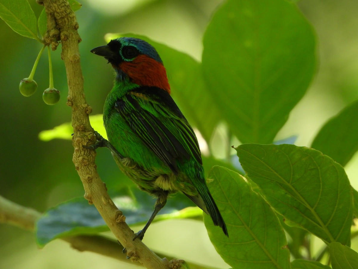 Red-necked Tanager - ML646966465