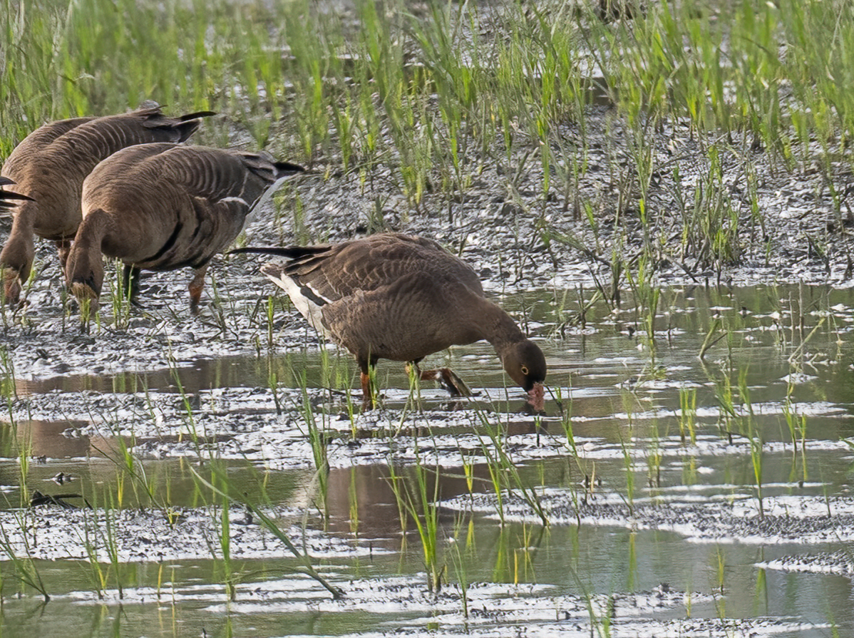 Antzara nanoa - ML646966477