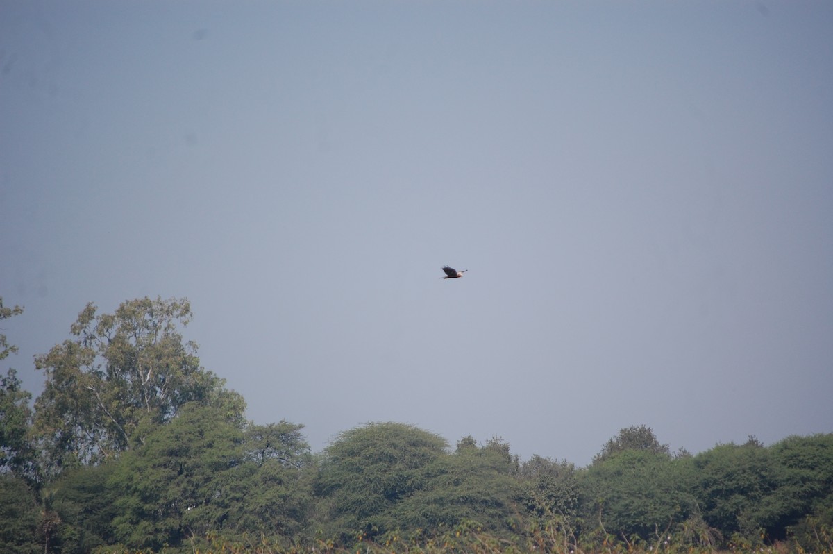 Western Marsh Harrier - ML646966481