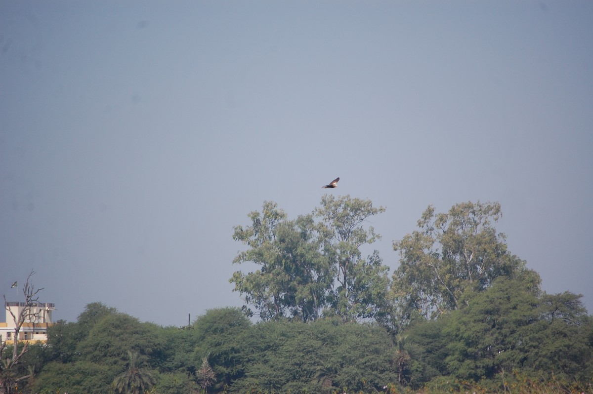 Western Marsh Harrier - ML646966482