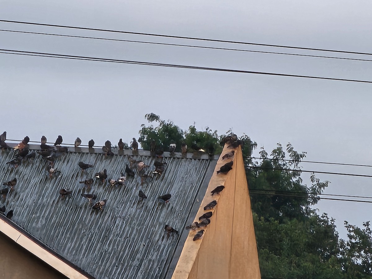 Rock Pigeon (Feral Pigeon) - ML646966491