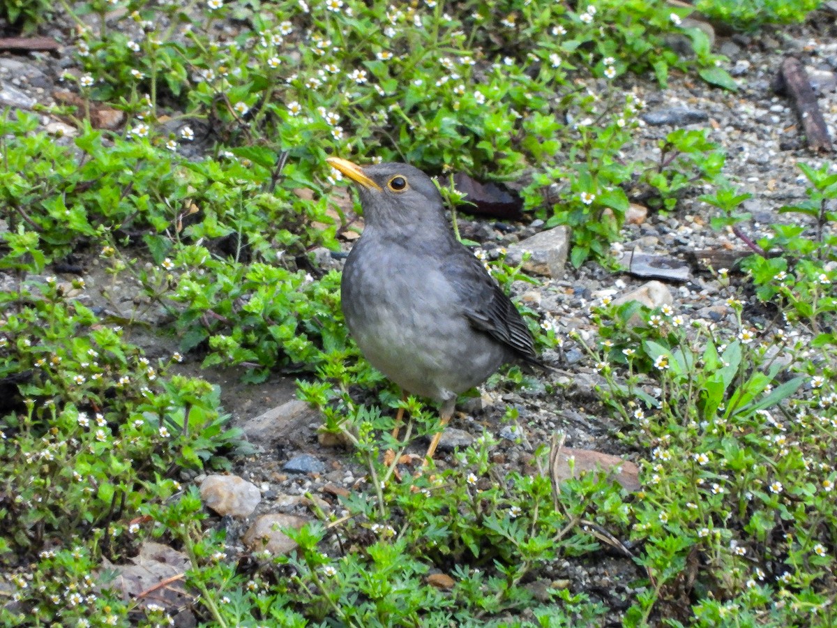 קיכלי תכלכל - ML646966493