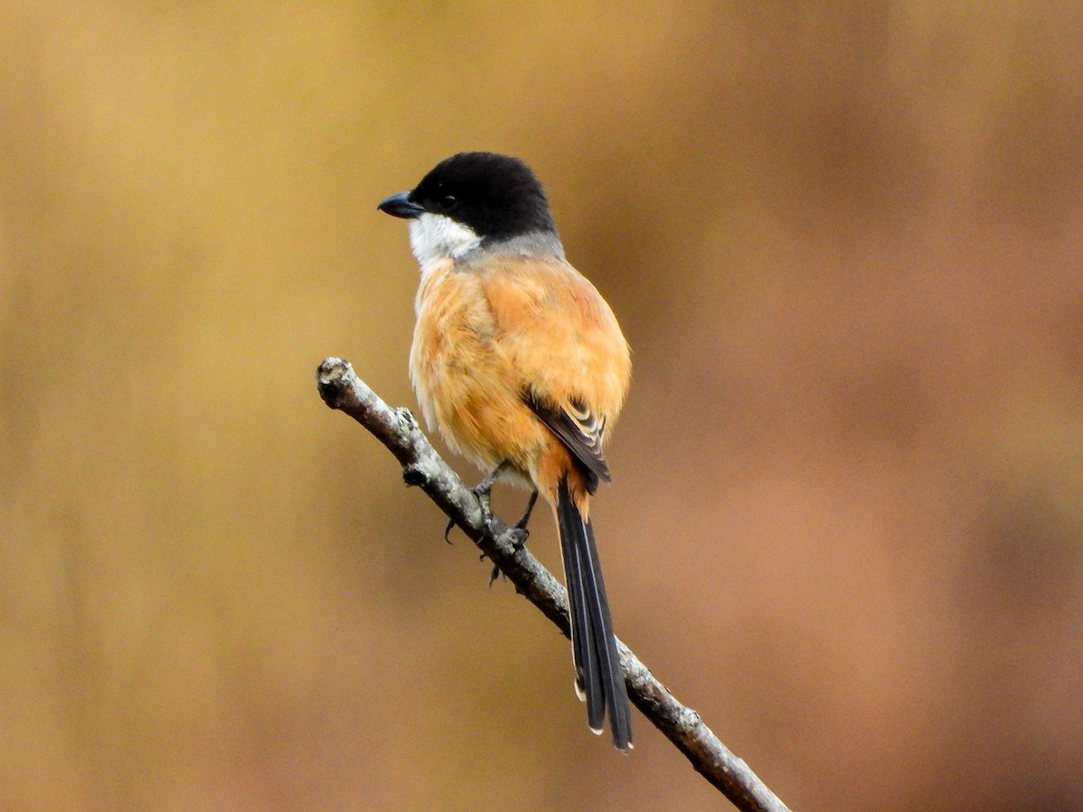 Сорокопуд довгохвостий - ML646966502