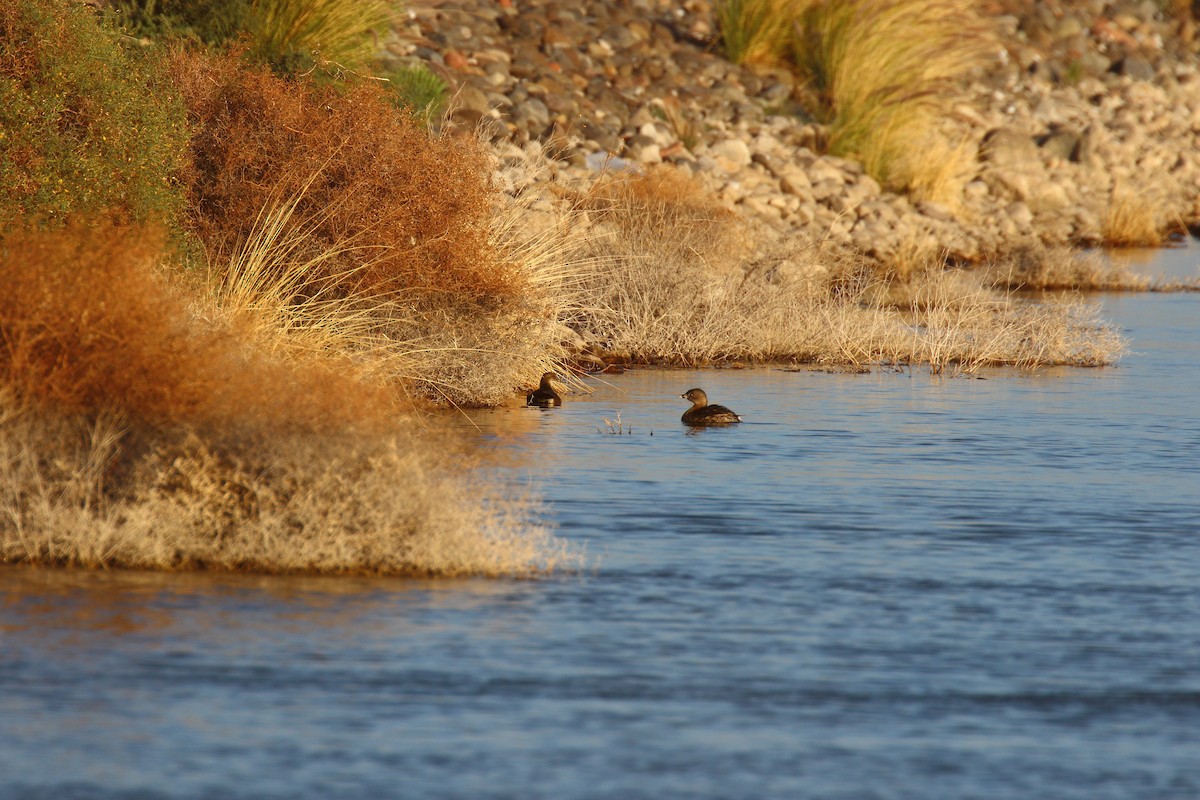 Pied-billed Grebe - ML646966511