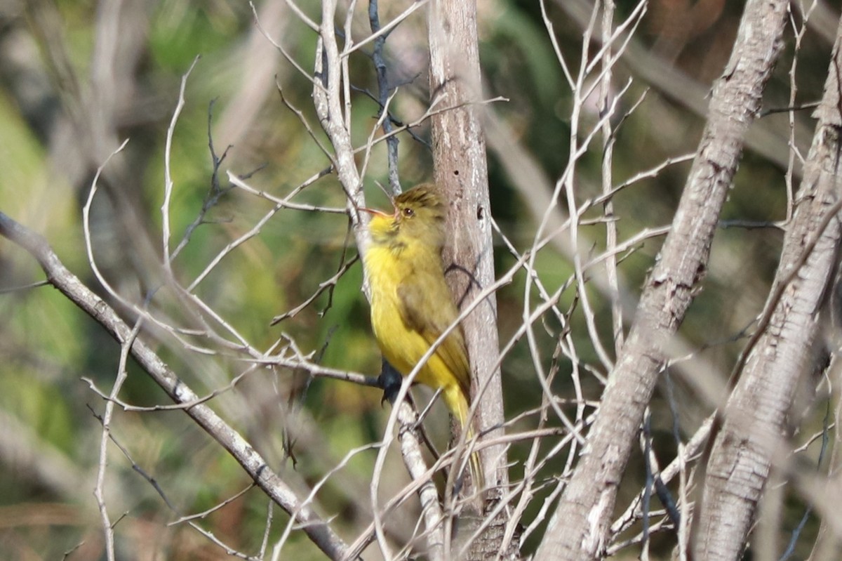 Hypolaïs jaune - ML646966512