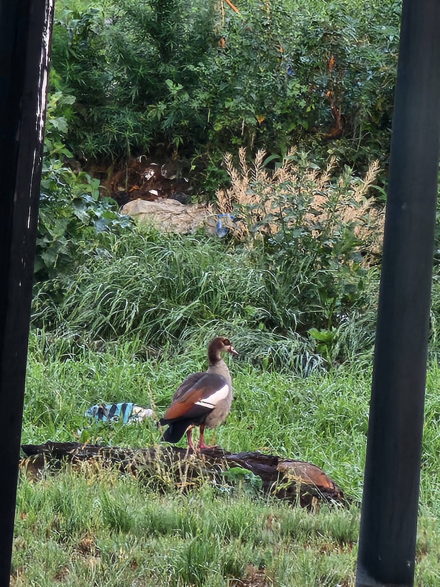 Egyptian Goose - ML646966515