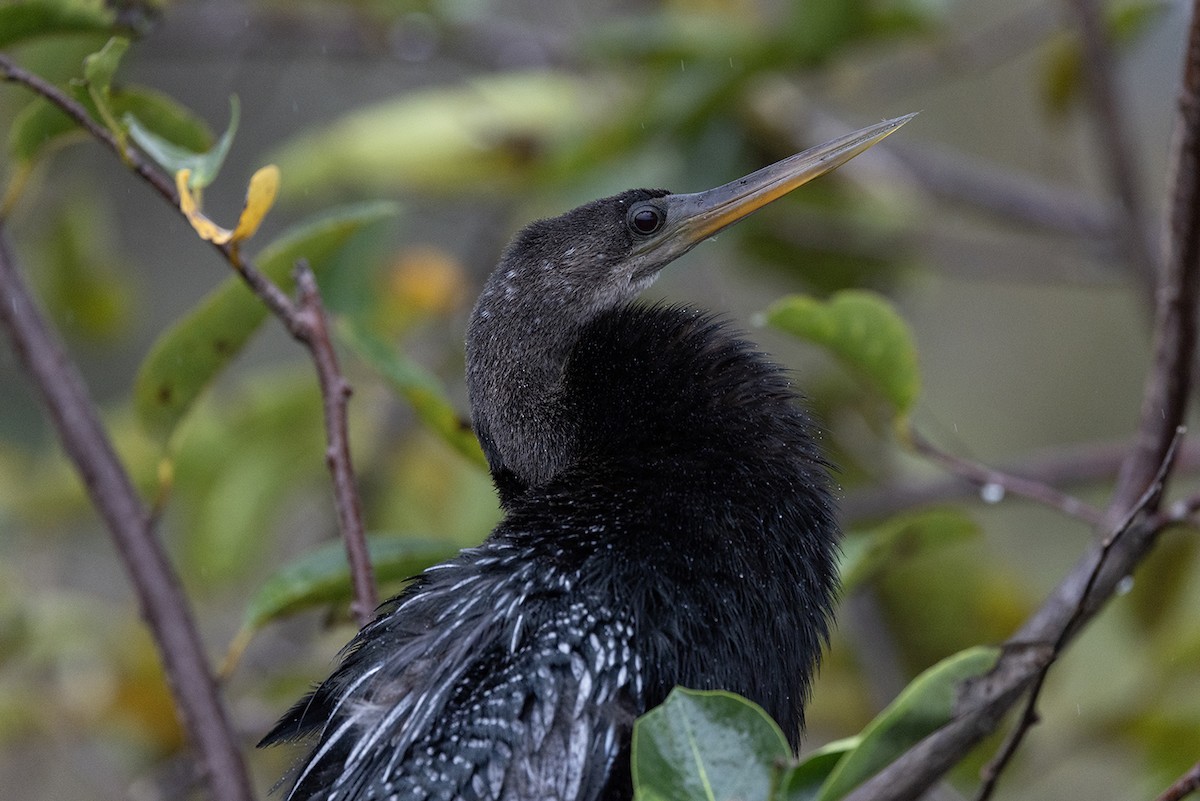 Anhinga - ML646966516