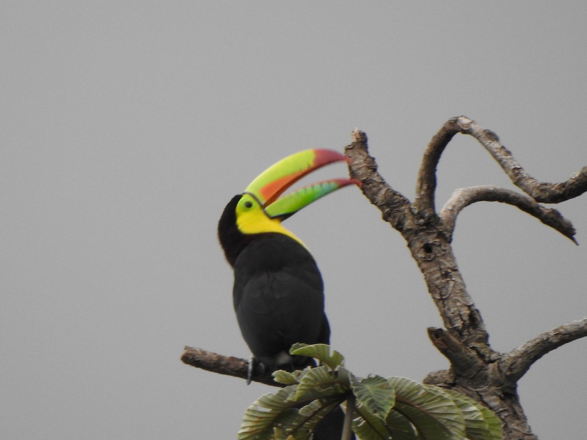 Keel-billed Toucan - ML646966518