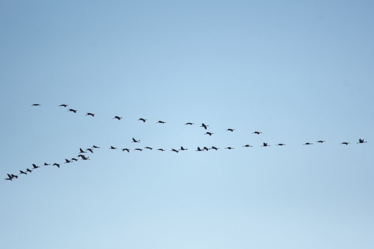 Журавель канадський - ML646966520