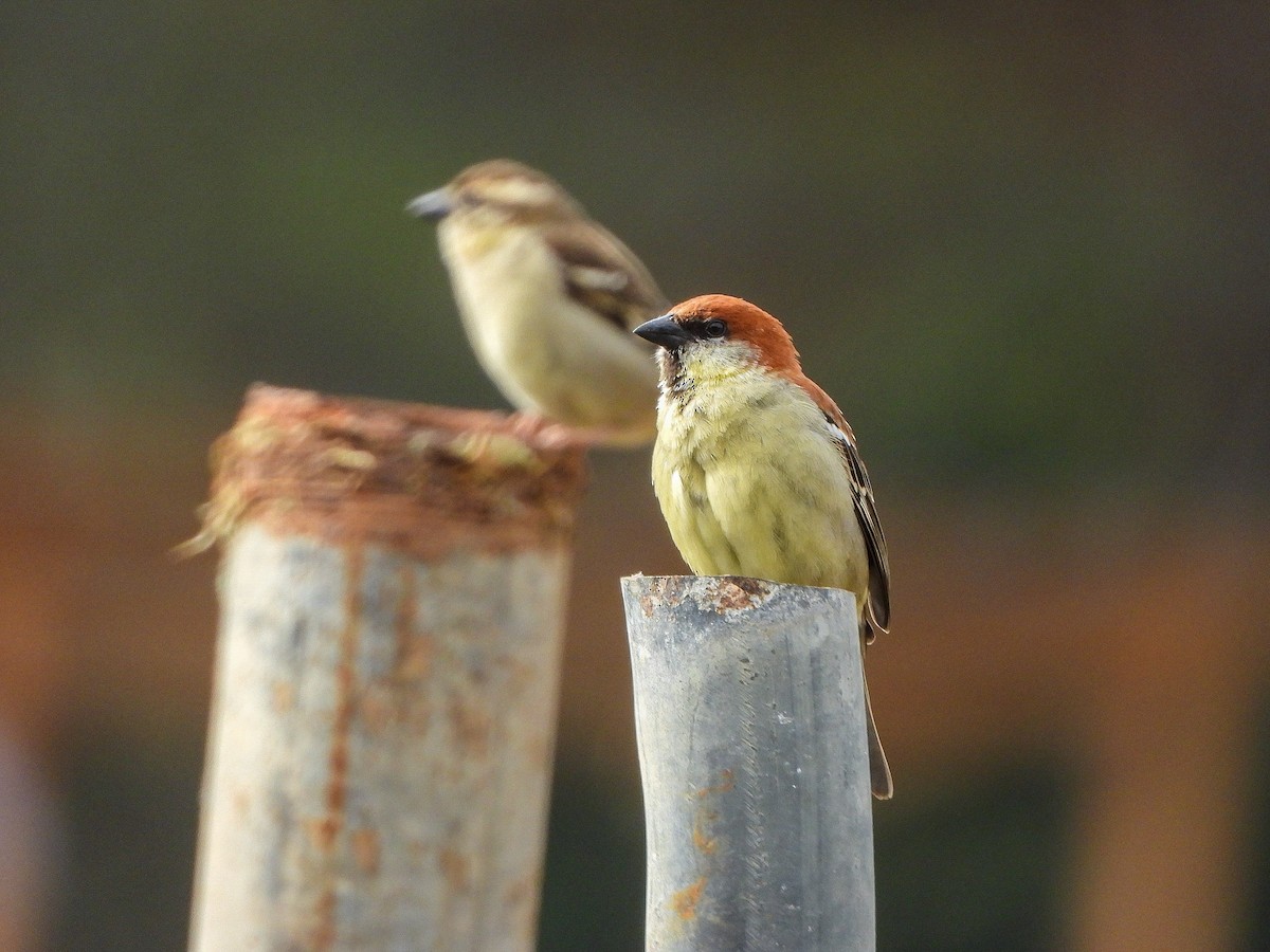 Russet Sparrow - ML646966527